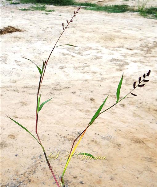  Plant